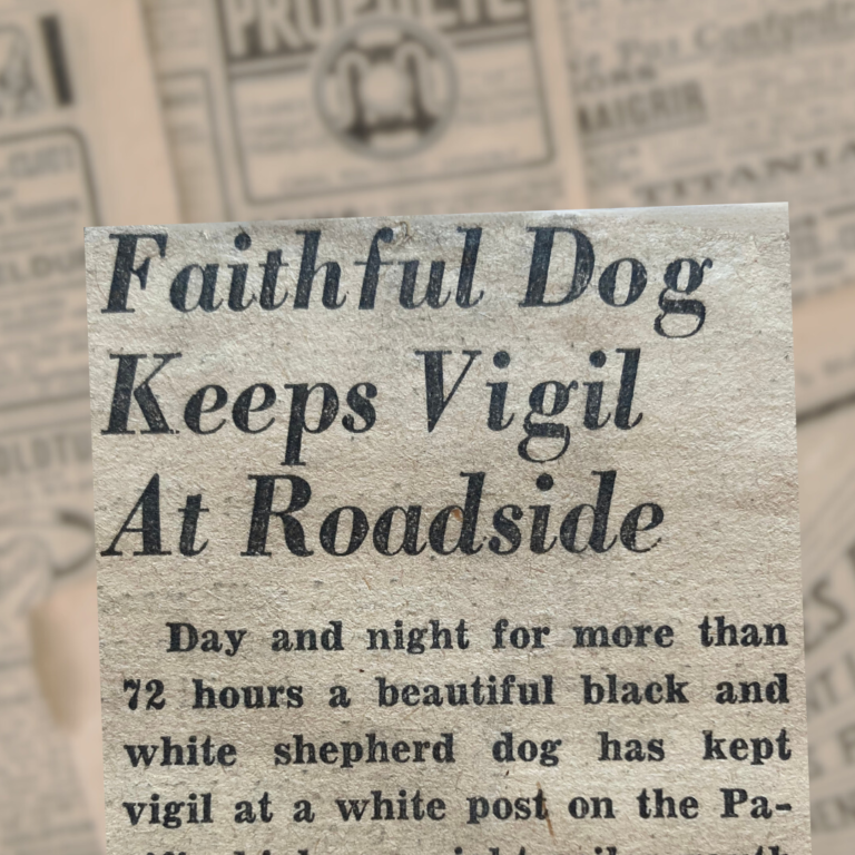 Faithful Dog Keeps Vigil At Roadside