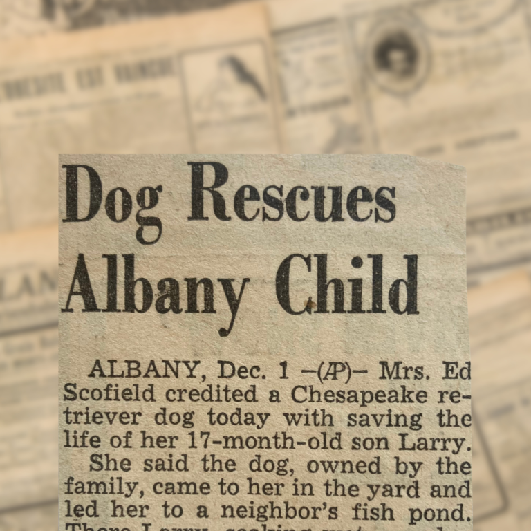 Dog Rescues Albany Child