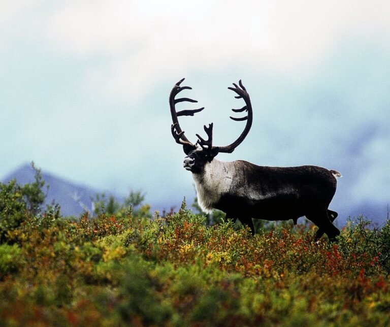 Reindeer